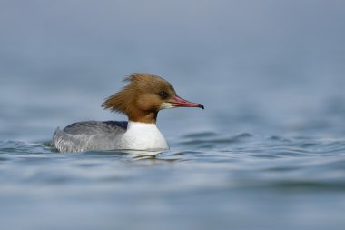 ortak merganser