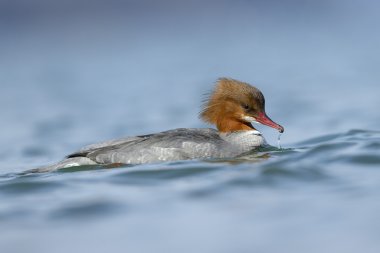ortak merganser
