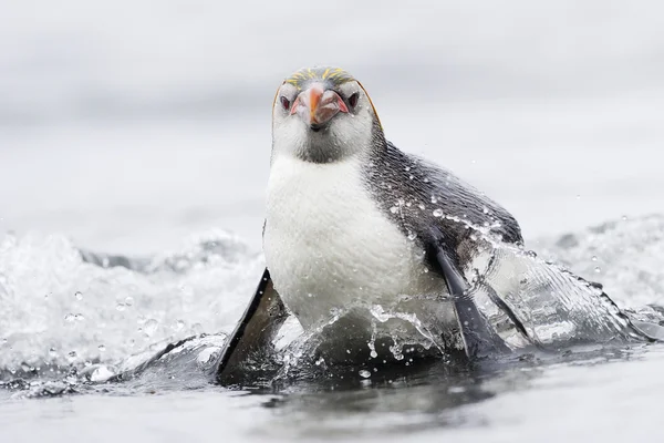 Pinguim real (Eudyptes schlegeli ) — Fotografia de Stock