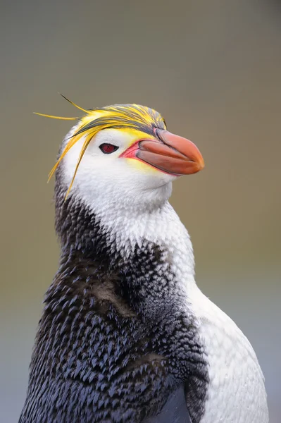 Kraliyet pengueni (eudyptes schlegeli)