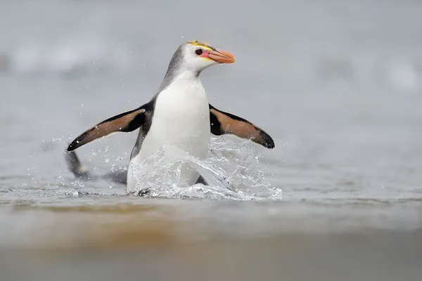 Pinguim real (Eudyptes schlegeli ) — Fotografia de Stock