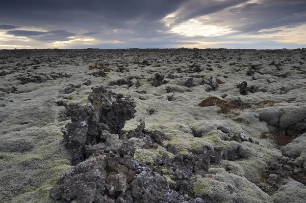 Campo de lava en Islandia . — Foto de Stock