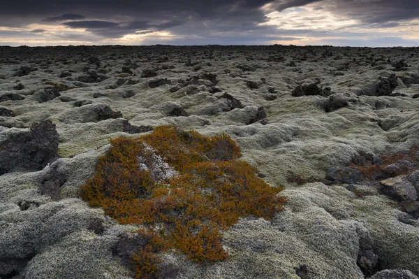 Lava veld op IJsland. — Stockfoto