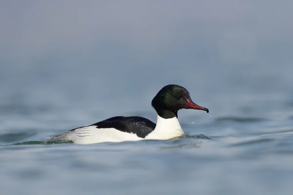 Merganser común — Foto de Stock