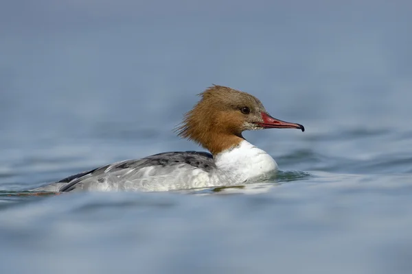 Ortak merganser — Stok fotoğraf