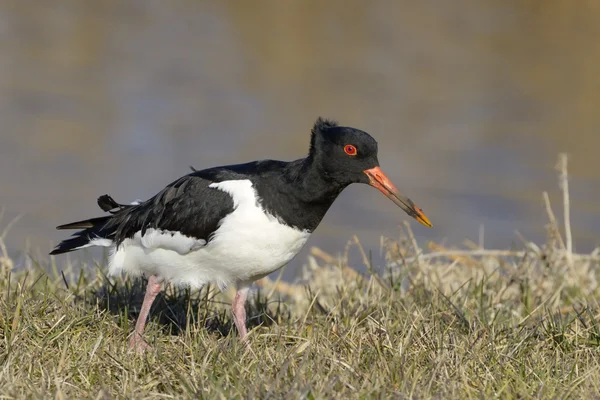 Oystercatcher — стокове фото