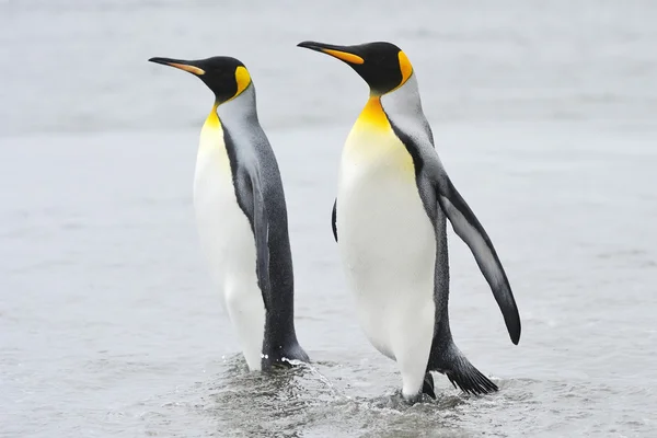 King Penguin (Aptenodytes patagonicus) Royalty Free Stock Photos