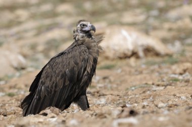 Monk vulture clipart