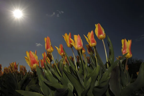 Tulip field in low angle view, with sunshine above. — Stock Photo, Image