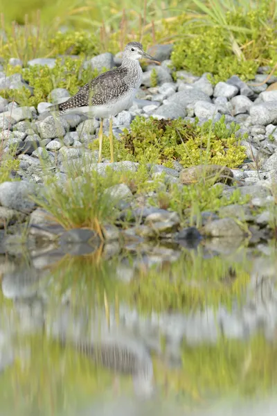 Gambo verde comune (Tringa nebularia) — Foto Stock