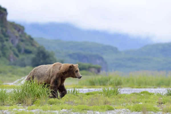 Grizzly Bear ( Urus arctos horribilis) — Stock Photo, Image