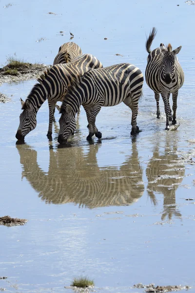 Zebra herd — Stock Photo, Image