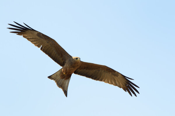 Red Kite in flight