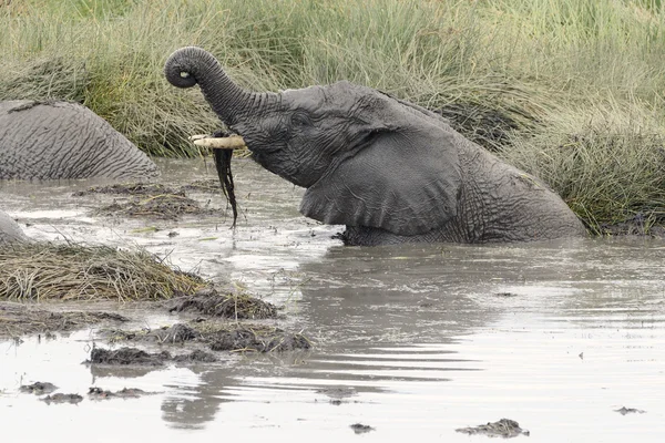 Junger Elefant spielt im Wasser — Stockfoto