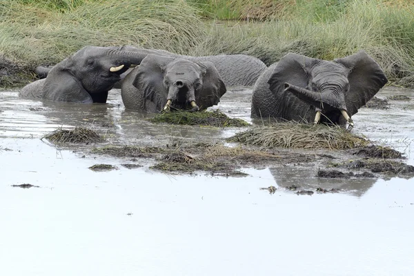 Éléphants jouant dans l'eau — Photo