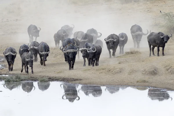 Buffalo herd — Stock Photo, Image