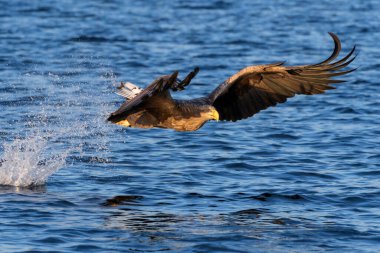 Beyaz kuyruklu deniz kartalı (Haliaeetus albicilla) uçuyor, avlanıyor ve balık yakalıyor, Flatanger, Norveç