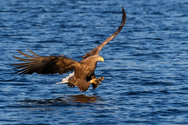 Білоспинний Морський Орел Haliaeetus Albicilla Польоті Полювання Хапаючи Рибою Флетангер — стокове фото