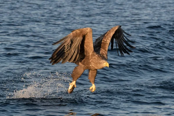 Білоспинний Морський Орел Haliaeetus Albicilla Польоті Полювання Ловлення Риби Flatanger — стокове фото