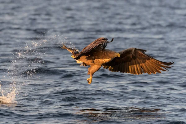 Vitstjärtad Havsörn Haliaeetus Albicilla Flygning Jakt Och Fångst Flatanger Norge — Stockfoto