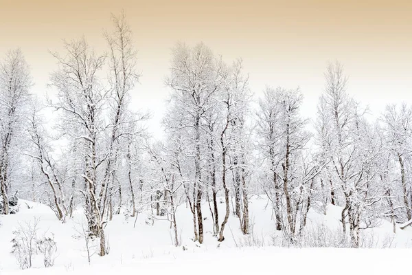 Snowcovered Forest Arctic Norway Polar Night Balsfjord Norway — Stock Photo, Image