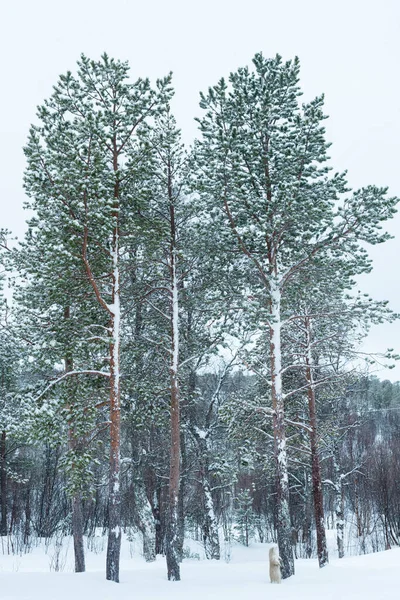 Snowcovered Forest Arctic Norway Polar Night Balsfjord Norway — Stock Photo, Image