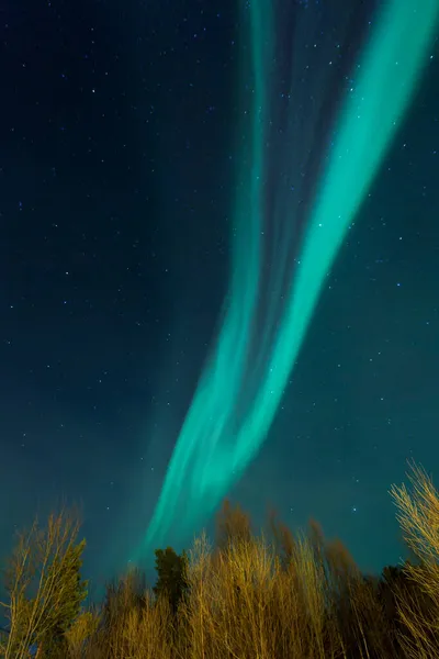 Northern Lights Aurora Borealis Forest Norway — Stock fotografie