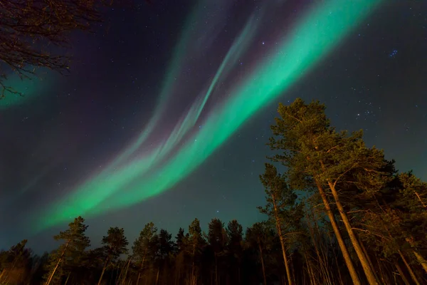 Nordlichter Aurora Borealis Über Dem Wald Norwegen — Stockfoto