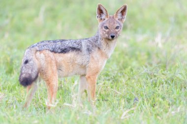 Siyah sırtlı çakal (Canis mesomelas) savanada duruyor, kameraya bakıyor, Ngorongoro krateri ulusal parkı, Tanzanya