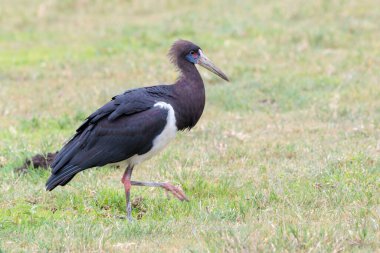 Kara leylek (Ciconia nigra) savana, Ngorongoro krater ulusal parkı, Tanzanya 'da arama yapıyor.