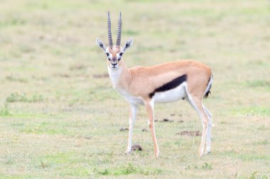 Thomson 'un Ceylanı (Gazella thomsoni), Buck. Savananın üzerinde durmuş, kameraya bakıyor, Ngorongoro krateri ulusal parkı, Tanzanya,