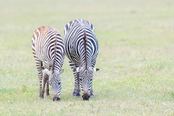 Två Vanliga Eller Slätter Zebra Equus Quagga Betar Slätten Ngorongoro — Stockfoto
