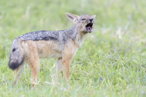 Chacal Respaldado Por Negros Canis Mesomelas Parado Savanna Socio Llamada — Foto de Stock