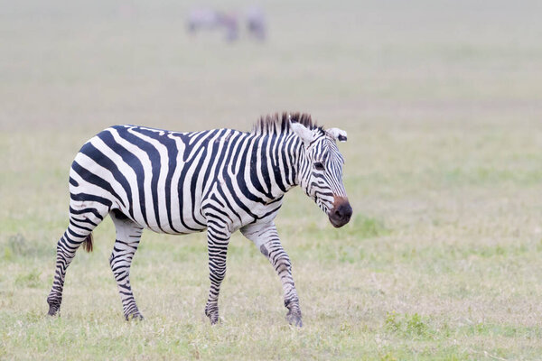 Common or Plains Zebra (Equus quagga) walking on the plain in the Ngorongoro crater, Ngorongoro crater national park, Tanzania