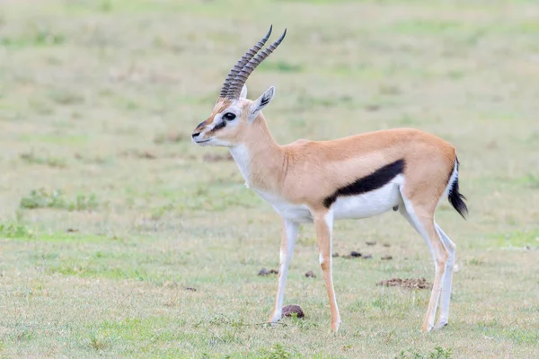 Thomsonův Gazelle Gazella Thomsoni Buck Stojící Savanně Národní Park Kráter — Stock fotografie