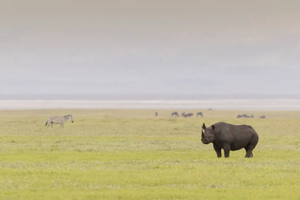 Black Rhinoceros Diceros Bicornis Standing Crater Floor Ngorongoro Crater National — Stock Photo, Image