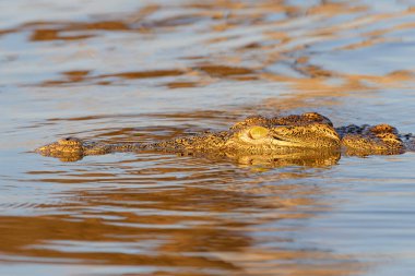 Nile crocodile (Crocodylus niloticus), in water, Kruger National Park, South Africa.