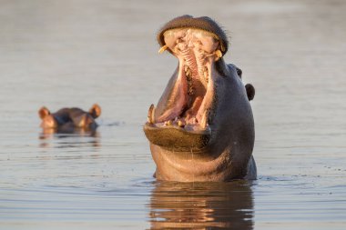 Hippopotamus (Hippopotamus amphibius) yawning in water, Kruger National Park, South Africa.