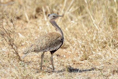 Red-crested korhaan (Lophotis ruficrista) walking on savanna, with crest up, Kruger national park, South Africa.