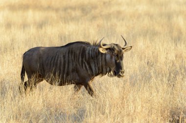 Blue Wildebeest (Connochaetes taurinus) walking in dry grassland, Kruger National Park, South Africa