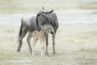 Blue Wildebeest (Connochaetes taurinus) female with newborn calf, Ngorongoro crater national park, Tanzania.