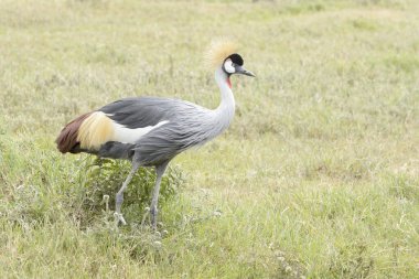 Grey crowned crane (Balearica regulorum) on savanna, Ngorongoro crater national park, Tanzania.