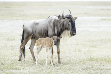 Blue Wildebeest (Connochaetes taurinus) female with newborn calf, Ngorongoro crater national park, Tanzania.