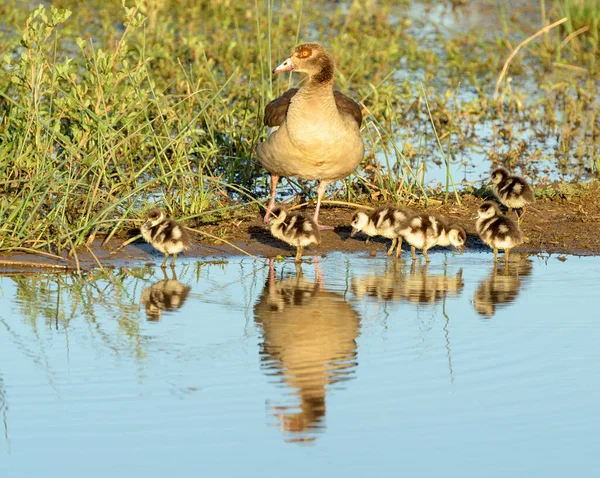 Egyptian Goose Alopochen Aegyptiaca Family Chicks Standing Water Edge Reflection — Zdjęcie stockowe