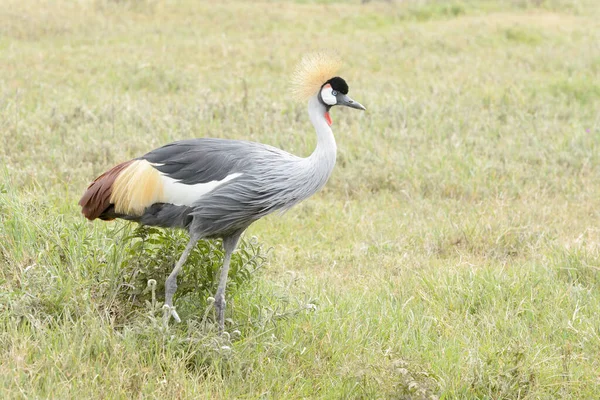 Grey Crowned Crane Balearica Regulorum Savanna Ngorongoro Crater National Park — Stok fotoğraf