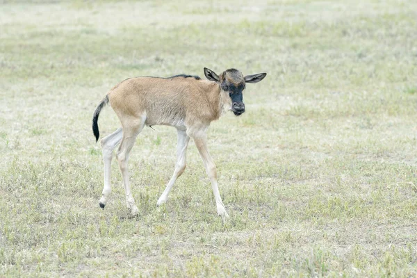 Blue Wildebeest Connochaetes Taurinus Newborn Calf Ngorongoro Crater National Park — Fotografia de Stock