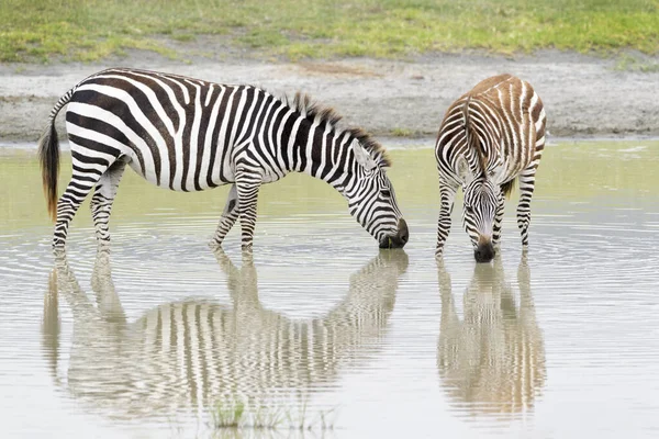 Common Plains Zebra Equus Quagga Mother Foal Drinking Water Reflection — Stockfoto