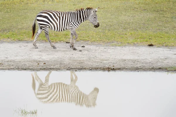Common Plains Zebra Equus Quagga Walking River Bank Reflection Ngorongoro — Stock Photo, Image