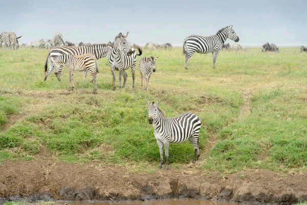 Common Plains Zebra Equus Quagga Herd Standing Plain River Ngorongor — 图库照片