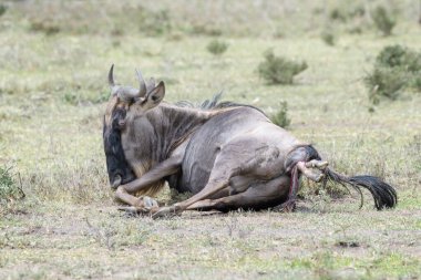 Mavi Antilop (Connochaetes taurinus), Tanzanya 'nın Ngorongoro bölgesinde yeni doğan bir bebek dünyaya getiriyor..